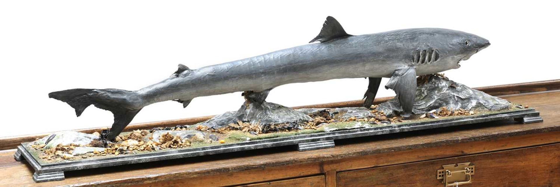 A taxidermy tope shark, - Image 4 of 5