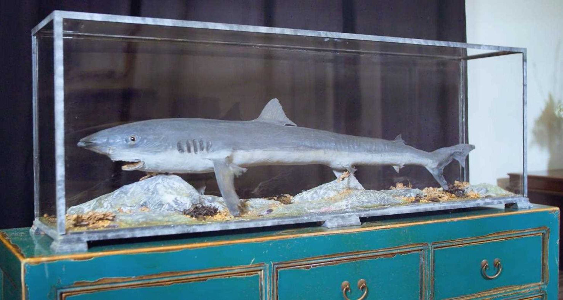 A taxidermy tope shark, - Image 5 of 5