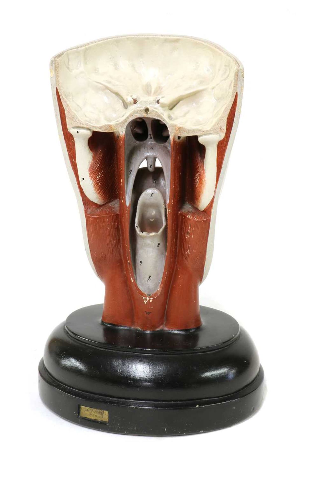 A Bock-Steger anatomical face, - Image 2 of 3