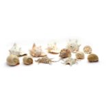 A collection of large seashells