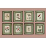 A matched set of eight hand-coloured engraved botanical prints,