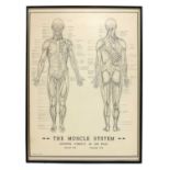 A wall chart 'The Muscle System',