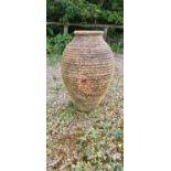 A large terracotta olive pot