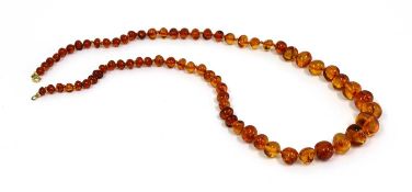 A single row graduated amber bead necklace,