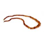 A single row graduated amber bead necklace,