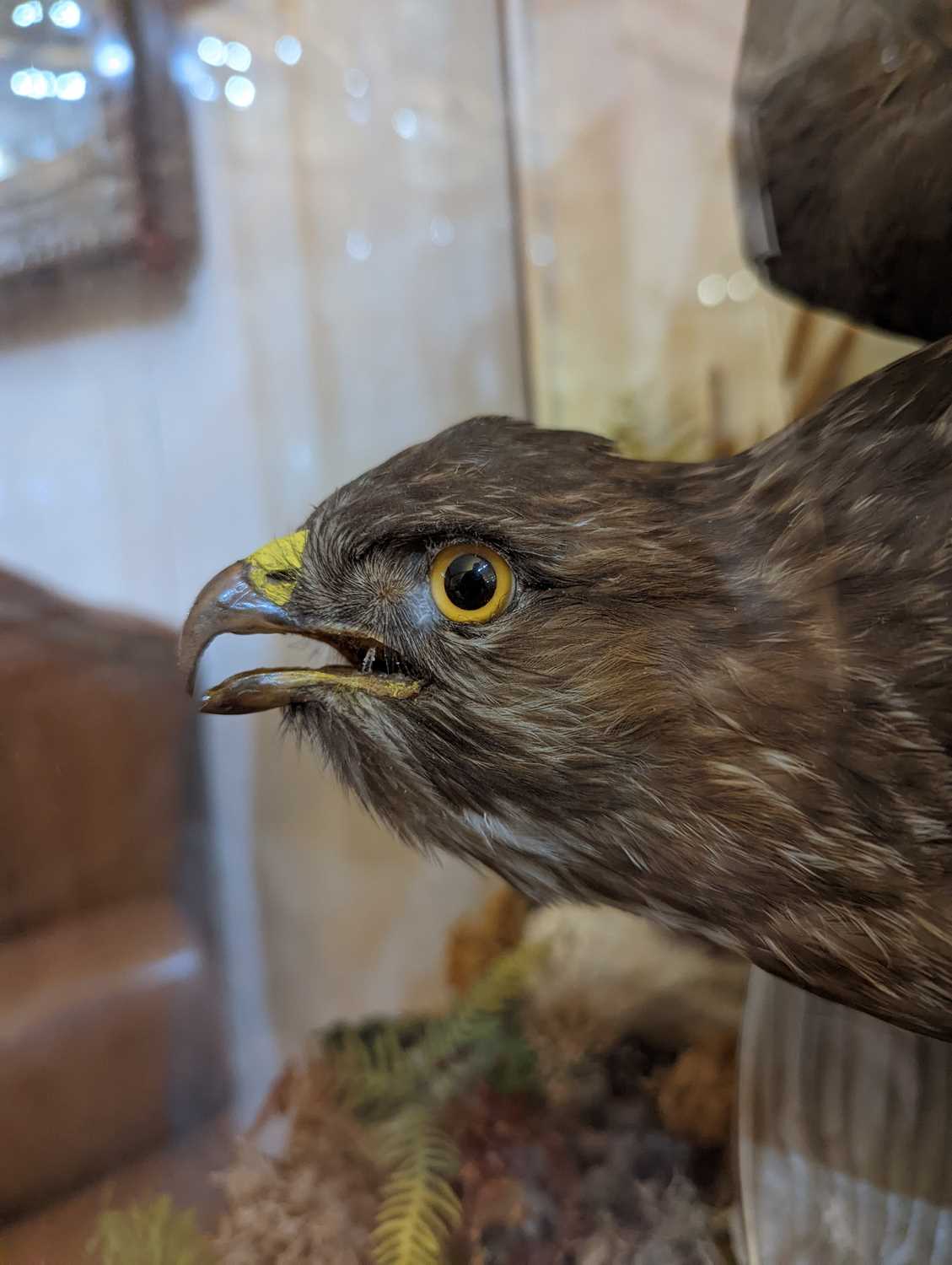 A Victorian taxidermy diorama by Ashmead and Co., - Image 6 of 11