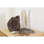 A pair of petrified tree fragments,