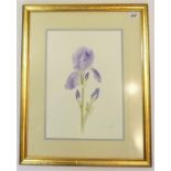 Gillian JONAS; gilt-framed and glazed watercolour study 'Blue Iris', signed lower right (33cm x