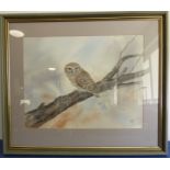 TONY HOLAHAN (YWS); a large watercolour study; 'Little Owl', signed lower right, framed and