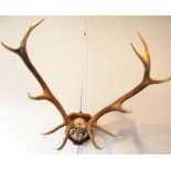 A set of mounted 12-point Red Deer antlers; the skull with inscription reading 'Found in North