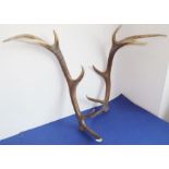 A set of 12-point antlers