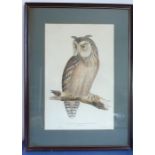 A colour print after Edward LEAR, 'Eastern Great Horned Owl (Bubo Ascalaphus)'; some minor foxing,