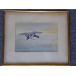 PHILIP RICKMAN (1891-1982), a gilt framed and glazed watercolour study of a mallard in flight and