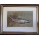Archibald Thorburn FZS (1860 – 1935), Study of a Salmon upon a River Bank, Signed & dated April 20th