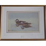 Philip Rickman (1891-1982) - Signed study of a pair of Bahama Pintail. Watercolour and gouache,