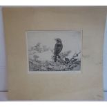 Winifred Austin (1876-1964) - 'Sedge Warblers'. Signed lower right. Monochrome drypoint etching,
