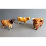 Three hand-decorated Beswick porcelain cattle: Jersey bull, Guernsey cow (CH Dursley- Coy Boy) and