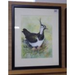 ELENA WILLIAMS (contemp.) - study of a hen lapwing sitting upon her clutch, signed and dated 24.IV.