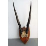 A set of spiral horns mounted on walnut shield (possibly a long- or spiral-horned antelope) (full