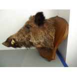 A large European wild boar's head (Sus scrofa) taxidermy, shield mounted (the wooden shield 56cm