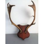 A set of shield-mounted antlers; probably late 19th century, walnut shield (41cm widest x 50cm