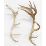 An 8-point and a 7-point antler (2)