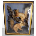 A cased late 19th/early 20th century taxidermy of two red squirrels (32cm wide x 17cm deep x 40.
