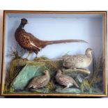 A large late 19th century glazed cased taxidermy study; cock pheasant, hen pheasant and two