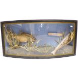 A taxidermy-style study of freshwater fish swimming amongst reeds (one fish away, now for