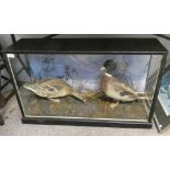 EARLY 20TH CENTURY TAXIDERMY DISPLAY OF A PAIR OF MALLARD DUCKS IN A SILVERED AND EBONISED GLAZED