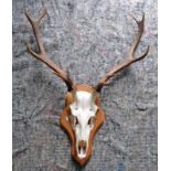 10 POINT ANTLERS ON SKULL ON MOUNT