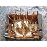 9 ROE DEER ANTLERS ON SKULLS