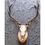 11 POINT ANTLERS ON SKULL ON MOUNT