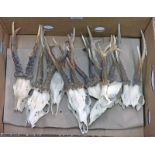 9 ROE DEER ANTLERS ON SKULLS