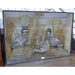 VICTORIAN CASED TAXIDERMY STUDY OF A FALCATED TEAL BY H N POSHLEY, ANIMAL AND BIRD PRESERVER,