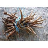 A GOOD SELECTION OF ANTLERS OF VARIOUS SIZES