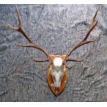 11 POINT ANTLERS ON SKULL ON MOUNT SHIELD