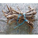 A GOOD SELECTION OF ANTLERS OF VARIOUS SIZES