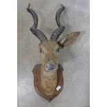 GREATER KUDU HEAD ON A WOODEN SHIELD