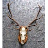 11 POINT ANTLERS ON SKULL ON MOUNT