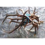 A GOOD SELECTION OF ANTLERS OF VARIOUS SIZES