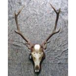 9 POINT ANTLERS ON SKULL ON MOUNT