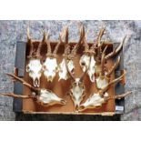 9 ROE DEER ANTLERS ON SKULLS