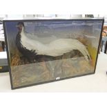 VICTORIAN CASED TAXIDERMY DISPLAY CONSISTING OF A SILVER PHEASANT, BY GEORGE BUTT, F.Z.