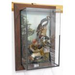 WALL MOUNTED CASED TAXIDERMY STUDY OF A FAMILY OF GREAT-SPOTTED WOOD PECKERS, CIRCA 1979,