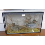 EDWARDIAN TAXIDERMY STUDY OF A PAIR OF EURASION TEAL IN NATURAL SETTING OF FULL GRASSES IN AN