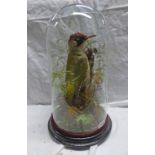 VICTORIAN TAXIDERMY DISPLAY OF A GREEN WOODPECKER UNDER A GLASS DOME ON AN EBONISED BASE WITH A