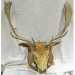 TAXIDERMY DEER HEAD WITH HARD ANTLERS ON WOODEN WALL PLAQUE