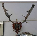 PAIR OF ANTLERS ON WOODEN PLINTH - 66CM WIDE