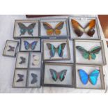 SEVERAL CASED ENTOMOLOGY DISPLAYS TO INCLUDE MORPHO HECUBA AMAZONS, ORNITHORTERA HECUBA AMBUINA,